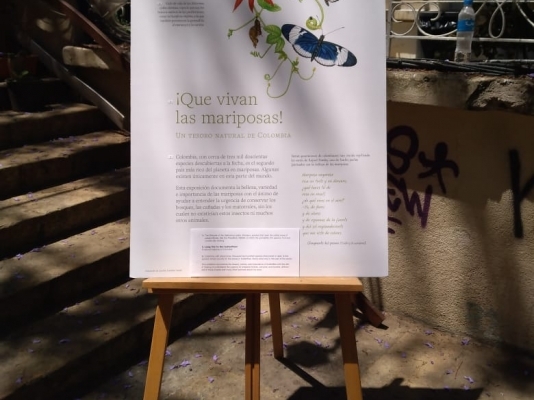 La Embajada de Colombia en El Líbano presentó la exposición ¡Que vivan las Mariposas! del Banco de la República